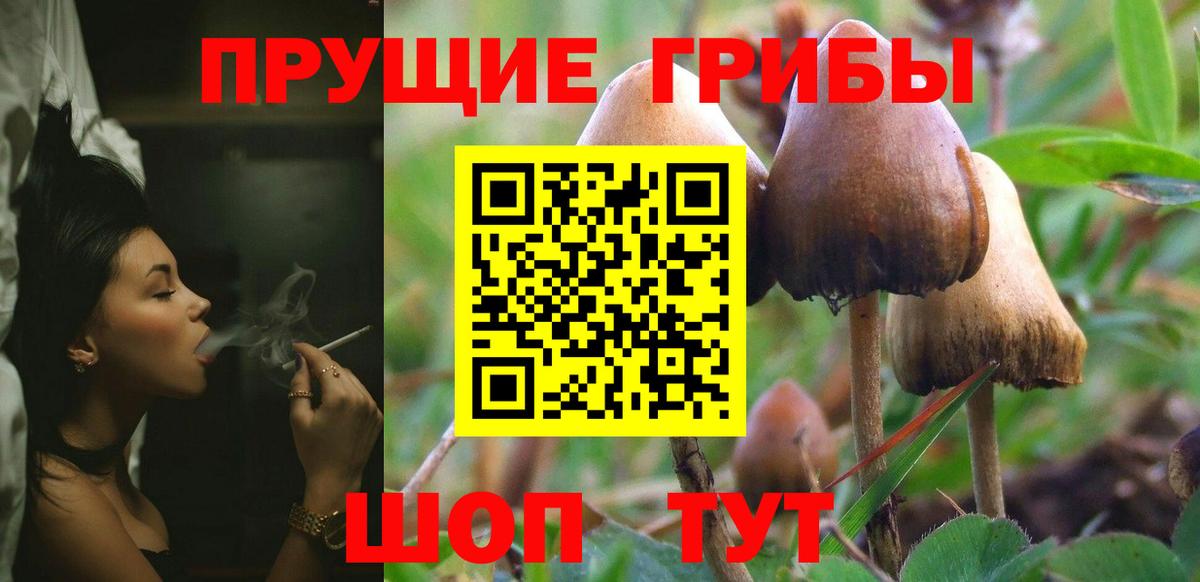 Галлюциногенные грибы Psilocybine cubensis Туапсе
